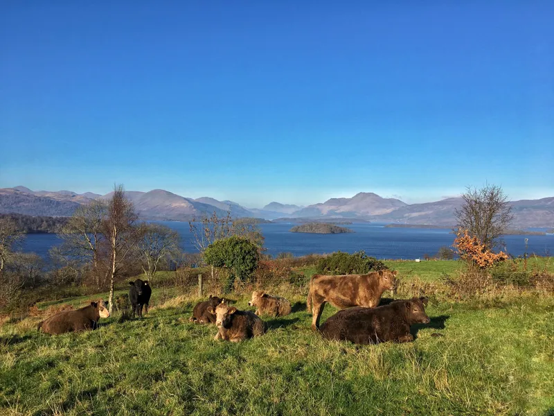 Cattle lying on a sunny hillside above Loch Lomond, with bare trees and the mountains beyond