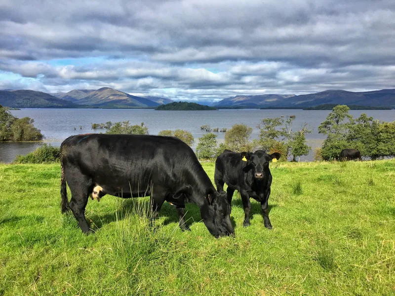 A black cow and her calf grazing on green grass, with Loch Lomond and the hills behind