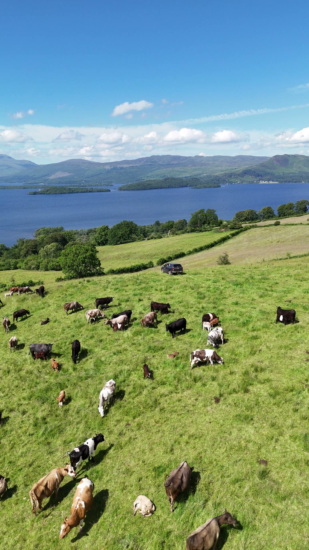 Cattle grazing in a green field above Loch Lomond, with islands and hills across the water